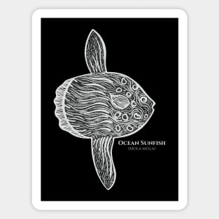 Ocean Sunfish with Common and Scientific Names - fish drawing Magnet